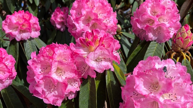 Pink rhododendrons at Plas Newydd